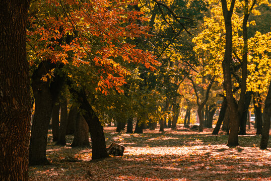 Detailed view of maple foliage sparkling across a tranquil park 