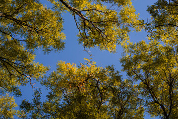 Sunlit crowns forming a ring with open space above