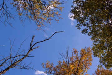 Looking up at the clear blue autumn sky framed by colorful treetops 