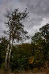 Twin birches rising above forest edge under heavy autumn clouds