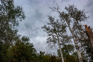 Leaning white trunks and sparse crowns against brooding gray sky