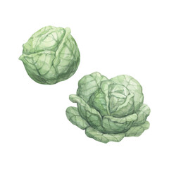 Watercolor illustration of white cabbage