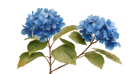 Two vibrant blue hydrangea blossoms with foliage