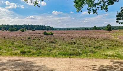 in der L&uuml;neburger Heide