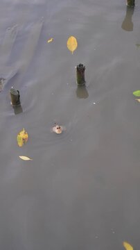 A mudskipper is swimming in the sea.