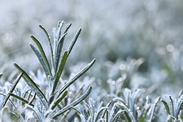 A macro view of lavender covered in a delicate layer of hoarfrost, showing the beautiful texture and cold of a winter morning.