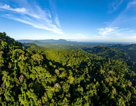 Aerial view of a vibrant, dense forest under a clear, blue sky