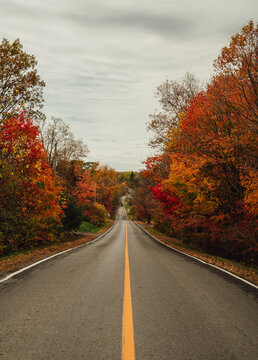 Long empty road lined with colourful trees on cloudy autumn day.