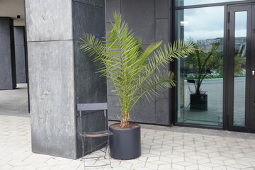Modern building entrance featuring a potted palm tree and a black chair in an urban setting