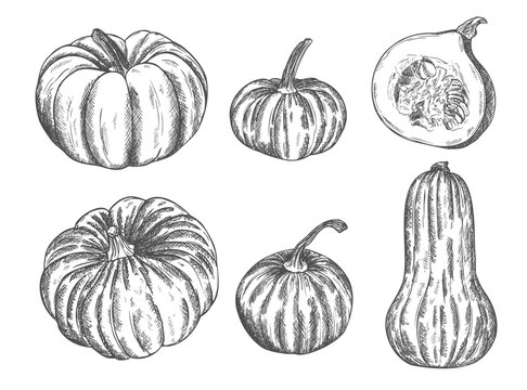Pumpkins, butternut squash and gourd. Ink sketch collection isolated on white background. Hand drawn vector illustration.