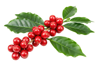 Red coffee beans on branch isolated, fresh arabica cherries with green leaves on no background, raw coffee fruit for healthy beverage