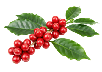 Red coffee beans on branch isolated, fresh arabica cherries with green leaves on no background, raw coffee fruit for healthy beverage