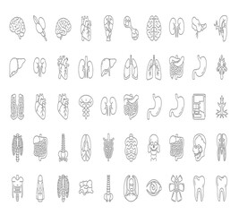 Collection of human organs isolated on white background a comprehensive set of anatomical illustrations showcasing various vital organs in detailed line art style
