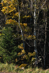 Autumn landscape with a white birch tree with yellow leaves on an autumn evening.