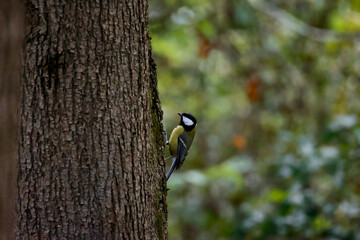 A Small Great Tit Bird Clinging To The Textured Bark Of A Tree, Foraging For Food In Its Natural Woodland Habitat.