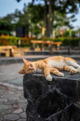 Relaxed Outdoor Ginger Cat Portrait Lying on Stone Block