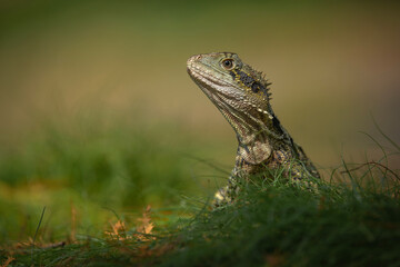 The Eastern Water Dragon or Intellagama lesueurii is a fascinating reptile native to eastern Australia.