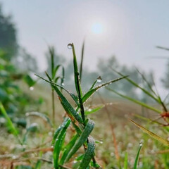 grass in the morning