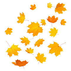 Obraz premium Autumn Leaves: A vibrant display of golden maple leaves falling gracefully, evoking the essence of autumn's beauty and serenity.