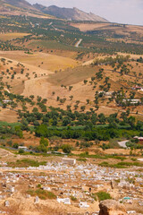Peaceful view of Fes graveyard surrounded by vast olive trees and rural landscape under soft natural light.