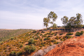 Vast Moroccan landscape with olive trees and dry bushes under clear Marrakech sunlight, showcasing natural rural scenery and traditional agricultural environment.