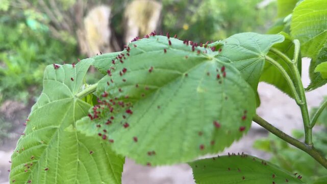 Close up of Eriophyes tiliae on leaves - gall mite that causes the formation of distinctive galls, often referred to as "nail galls" or "bugle galls," on the leaves of lime trees
