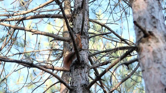 Curious red squirrel with a fluffy tail deftly climbing down a pine tree trunk, then swiftly jumping from branch to branch in a sunlit forest, showcasing its natural agility