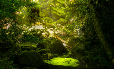 A lush green forest with moss growing on rocks and a small green area. Fairytale scene