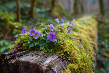 a log with some purple flowers growing on it