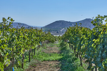 Lush vineyard field stretching into the hills under clear blue sky, showcasing rows of healthy green grapevines in the sun.