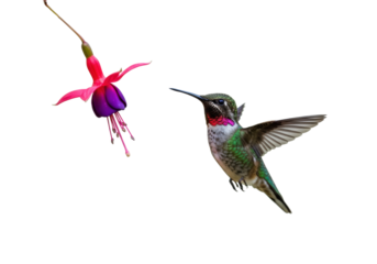 Ruby-throated hummingbird flying near a fuchsia flower isolated PNG, colorful bird with red throat on transparent background