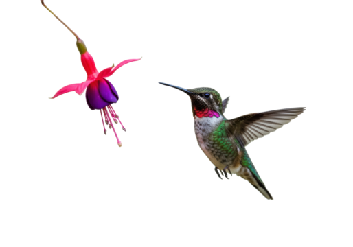 Ruby-throated hummingbird flying near a fuchsia flower isolated PNG, colorful bird with red throat on transparent background - Powered by Adobe