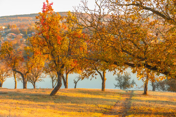 Magical autumn scenery in the Republic of Moldova, with golden forests and peaceful Eastern European charm