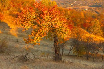 Magical autumn scenery in the Republic of Moldova, with golden forests and peaceful Eastern European charm