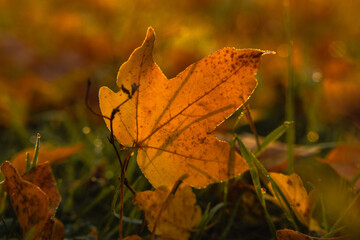 Magical autumn scenery in the Republic of Moldova, with golden forests and peaceful Eastern European charm