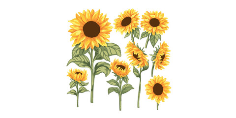 vector illustration bright sunflower set