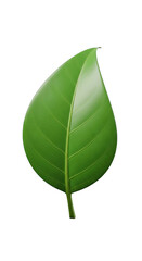 Obraz premium Vibrant green leaf, detailed veins, outlined