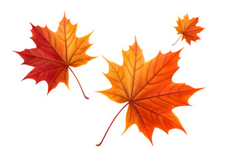 Vibrant autumn maple leaves in warm red and orange hues gracefully falling creating a beautiful seasonal display perfect for fall promotions and designs