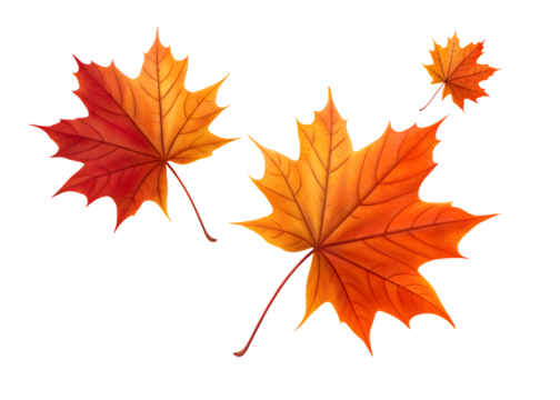 Vibrant autumn maple leaves in warm red and orange hues gracefully falling creating a beautiful seasonal display perfect for fall promotions and designs