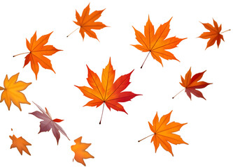 Vibrant autumn maple leaves cascade in a stunning display of fall colors, perfect for seasonal designs and joyful celebrations.