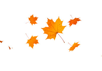 Obraz premium Vibrant autumn maple leaves gracefully falling and swirling in a dynamic display of seasonal change, perfect for festive celebrations and nature themes