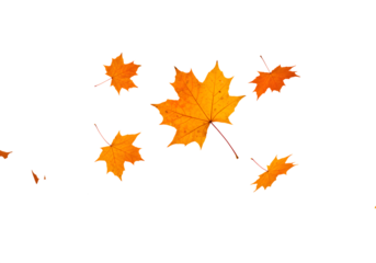 Vibrant autumn maple leaves gracefully falling and swirling in a dynamic display of seasonal change, perfect for festive celebrations and nature themes
