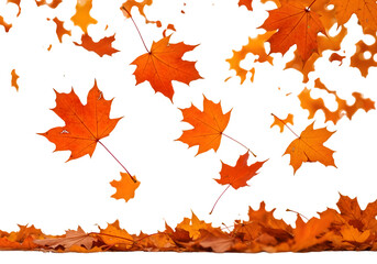Vibrant autumn maple leaves cascade gracefully, creating a stunning visual tapestry of seasonal change and natural beauty for your creative projects.