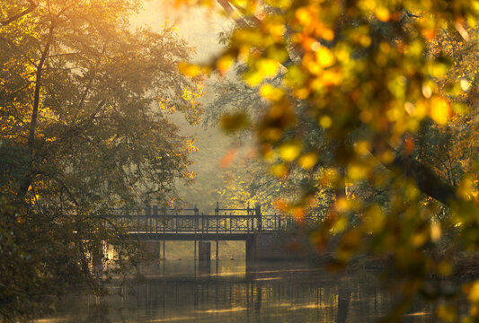 Fototapeta Jesienny, mglisty poranek w parku, wschód słońca, tapeta.