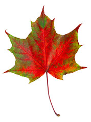 Obraz premium Vibrant Maple Leaf in Autumn Colors on transparent Background for Stock Photo Listing High-Resolution Digital