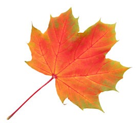 Obraz premium Autumn Maple Leaf With Vibrant Orange And Red Tones Isolated On transparent Background