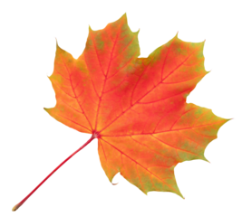 Autumn Maple Leaf With Vibrant Orange And Red Tones Isolated On transparent Background