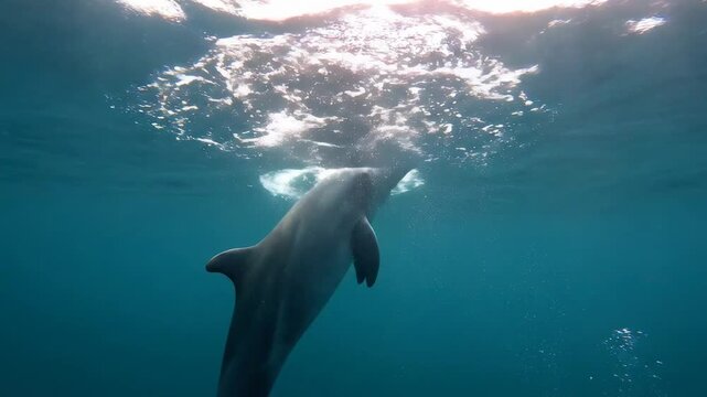 A dolphin gracefully swimming in the deep blue ocean