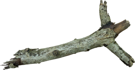 branch tree dry cracked bark