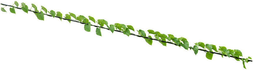 Vine plant, Branch creeper leaf green, Liana tropical nature transparent background